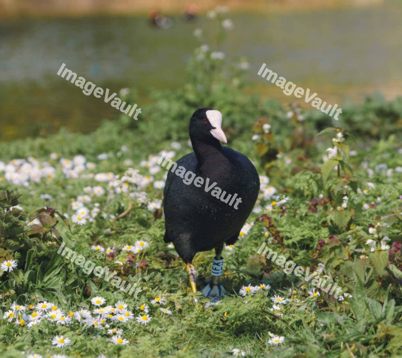 Eurasion Coot